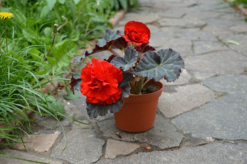 Tubérculo begonia - foto