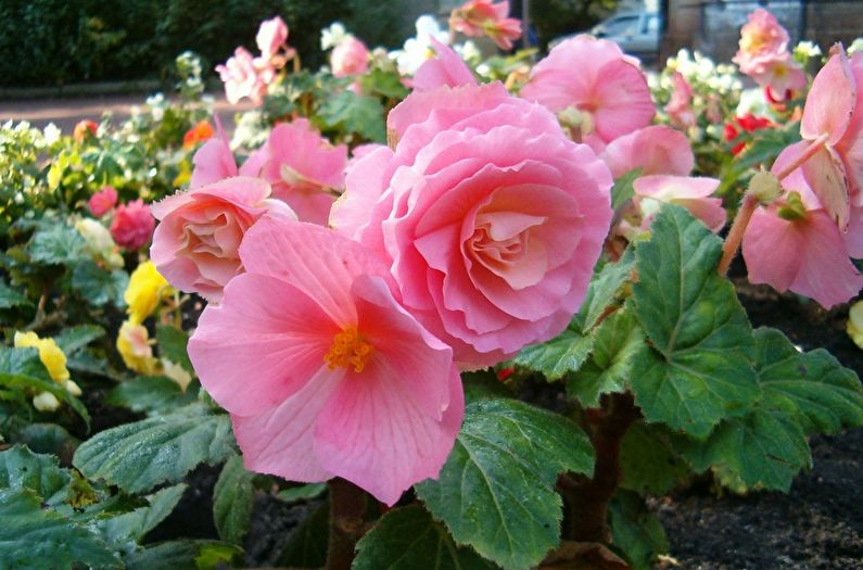 Begonia Tuber - fotografie