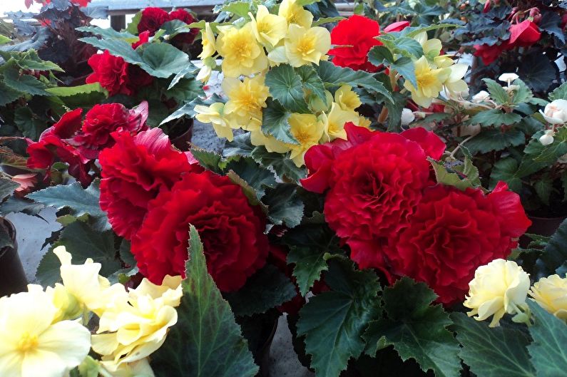 Begonia Bush - fotografie