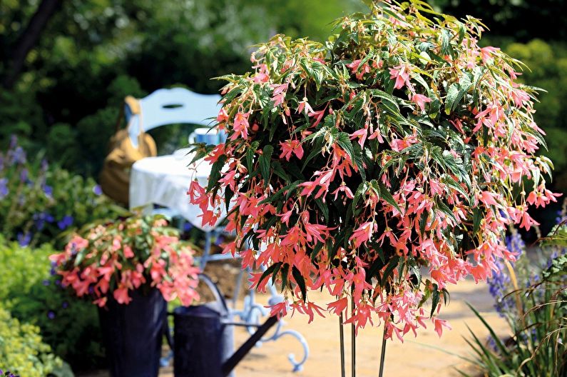 Ampel begonia - fotografie