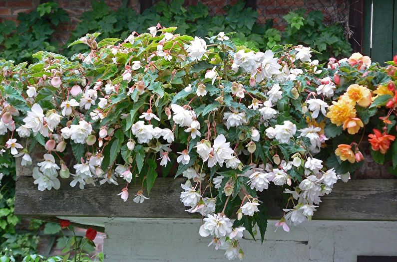 Ampel begonia - nuotrauka