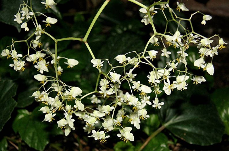 Bindweed begonia - nuotrauka