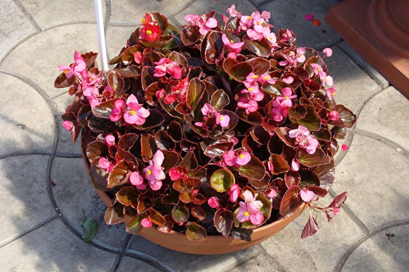 Everblooming begonia - photo