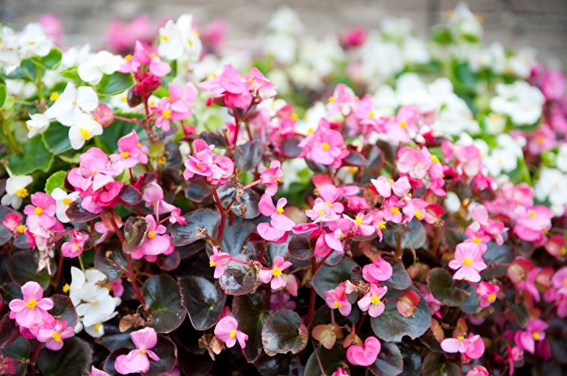 Everblooming begonia - larawan