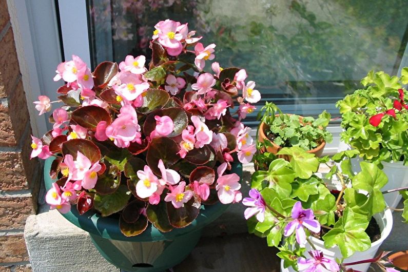 Begonia Care - osvetlenie