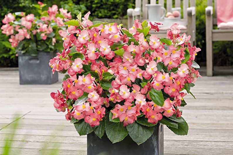 Begonia Care - Humedad