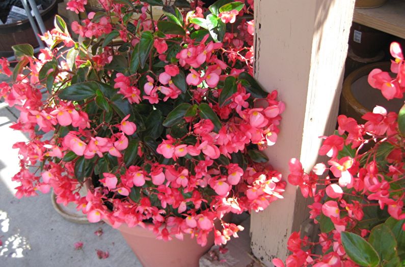 Begonia Care - Humedad