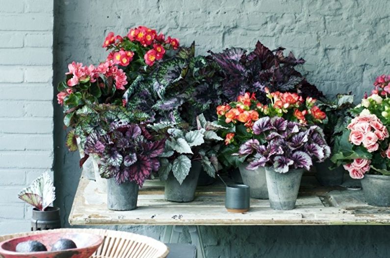 Begonia Care - Vattning