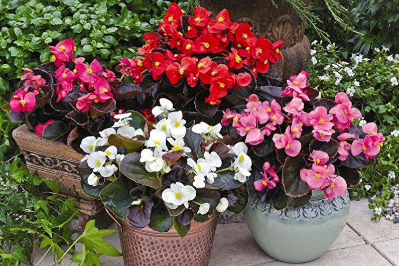 Begonia priežiūra - laistymas