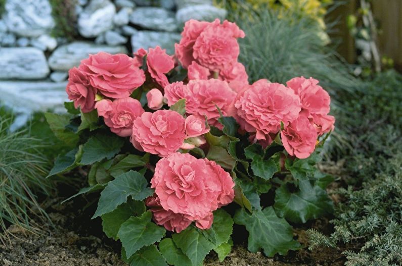 Begonia Care - Meststoffen en voeding