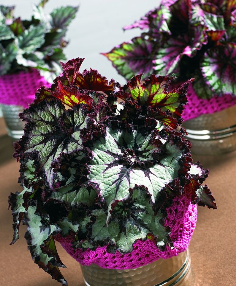 Pests and Begonia Diseases