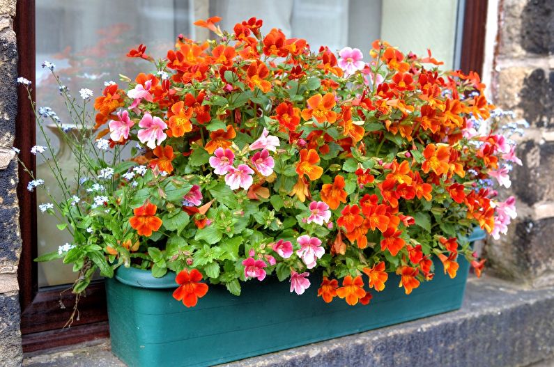 Sådan transplanteres begonia