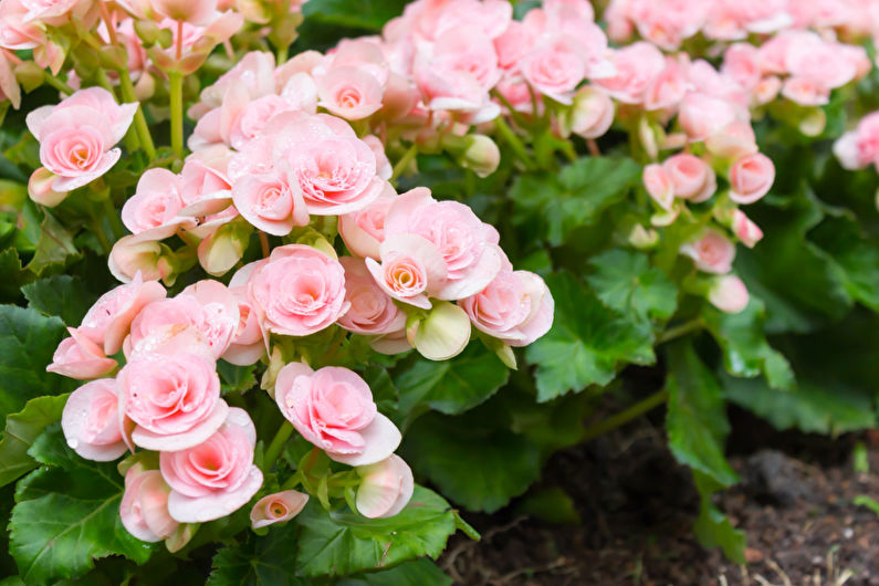 Tuber begonia propagation