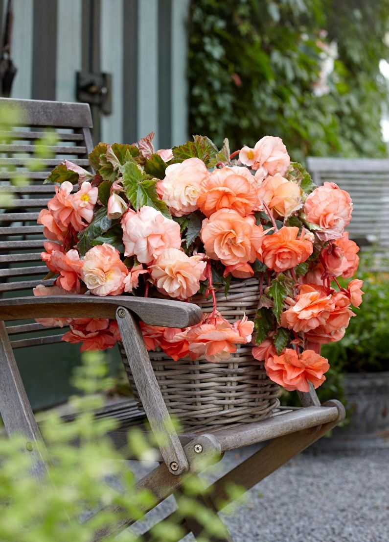 Propagación de la begonia por esquejes.