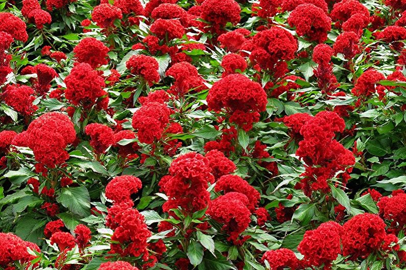 Celosia comb