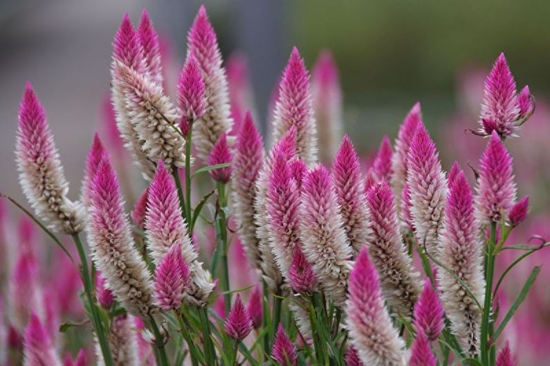 Celosia Care - Aydınlatma