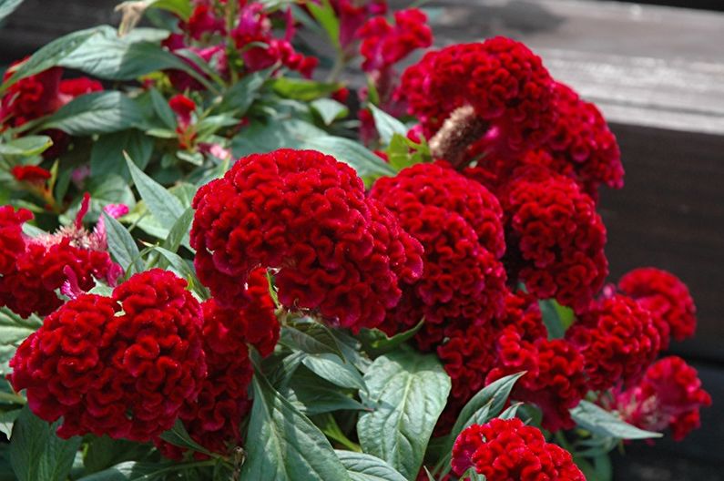 Celosia priežiūra - temperatūra