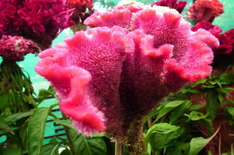 Celosia Care - Temperatura