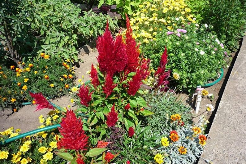 Att ta hand om Celosia - vattning