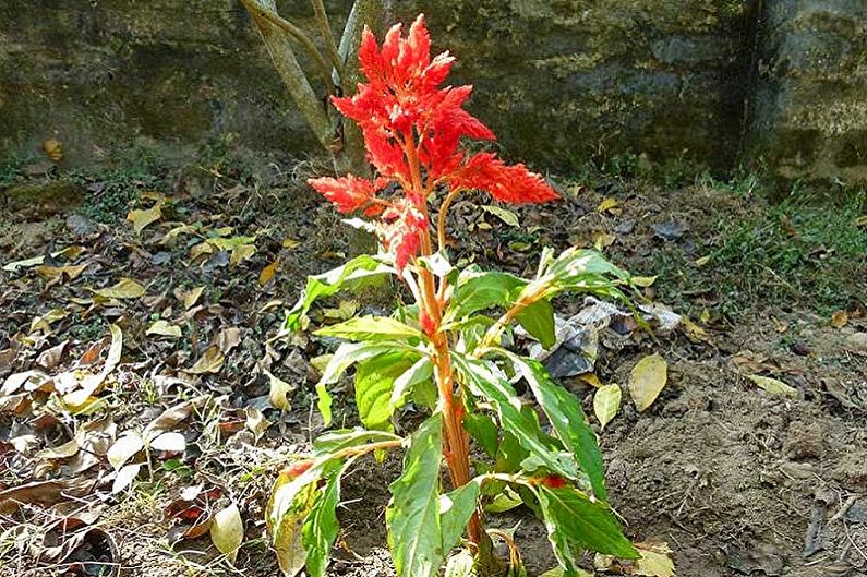 Celosia - choroby a škodcovia