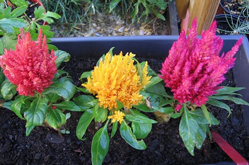 How to transplant celosia