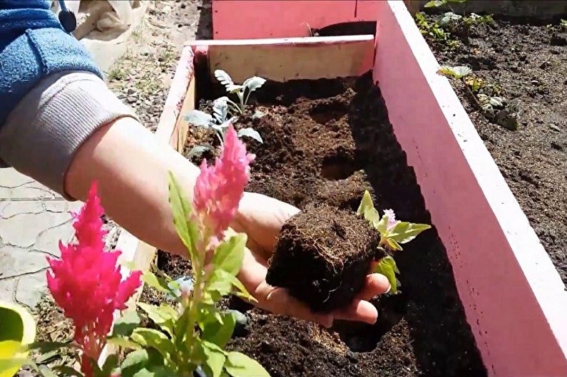 Pagpapalaganap ng celosia sa bahay