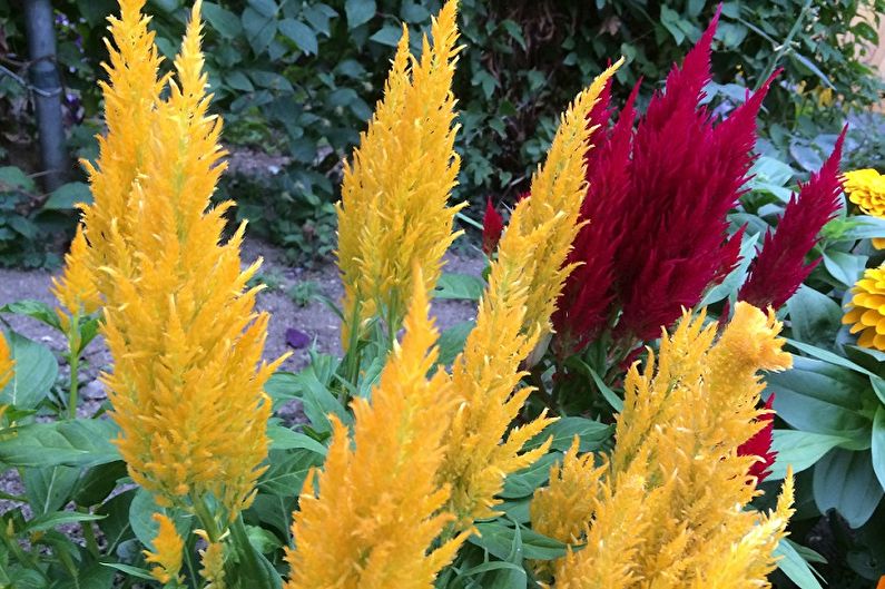 Celosia - ภาพถ่าย