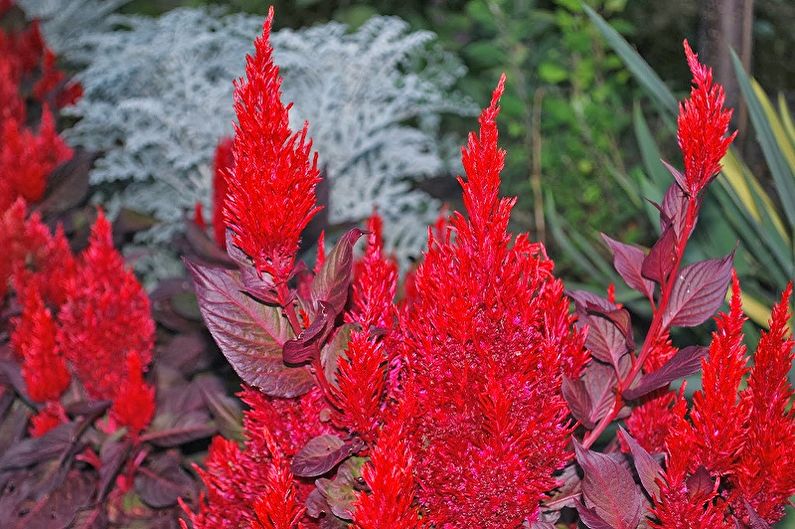 Celosia - fotoğraf