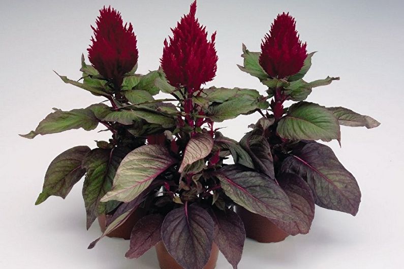 Celosia - photo