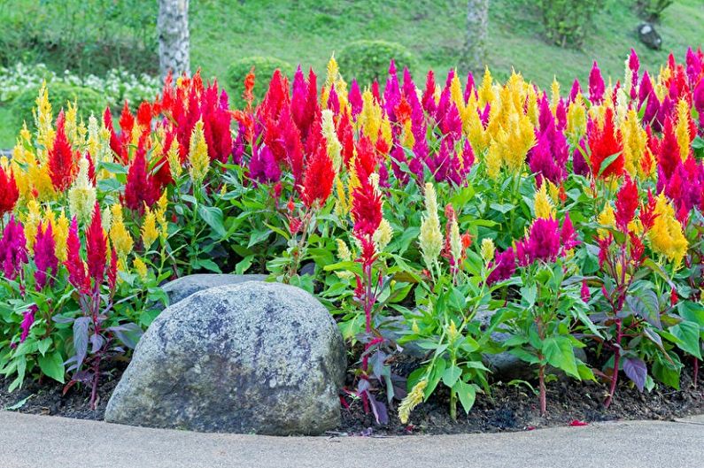 Celosia - fotoğraf