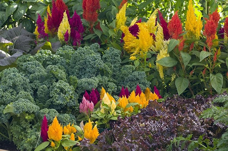 Celosia - photo