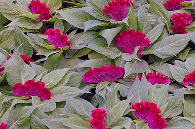 Celosia - foto