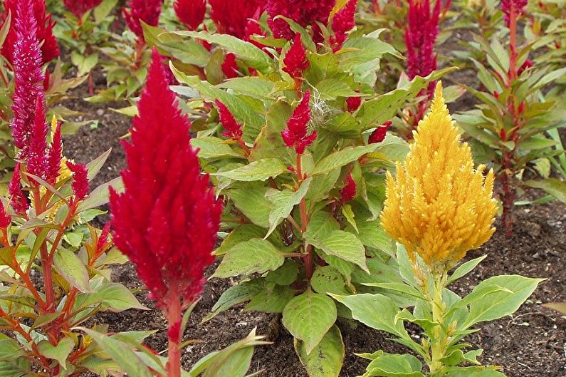 Celosia - foto