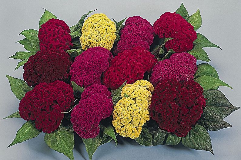 Celosia - foto