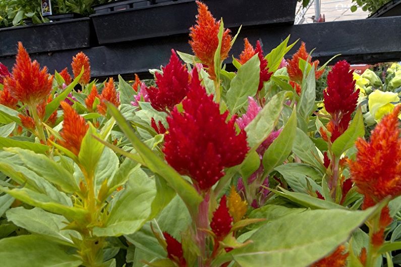 Celosia - fotoğraf