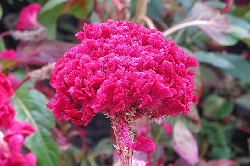 Celosia - larawan