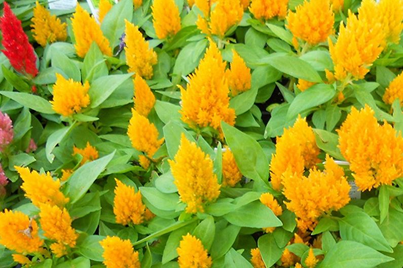 Celosia - foto