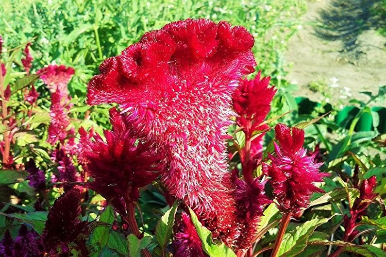 Celosia - photo