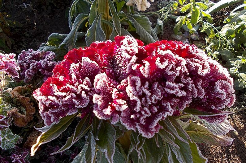 Celosia - larawan