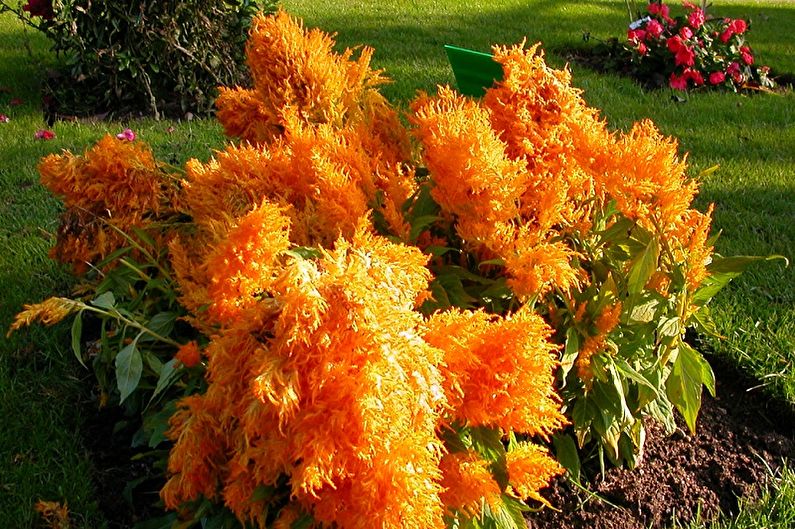 Celosia - photo