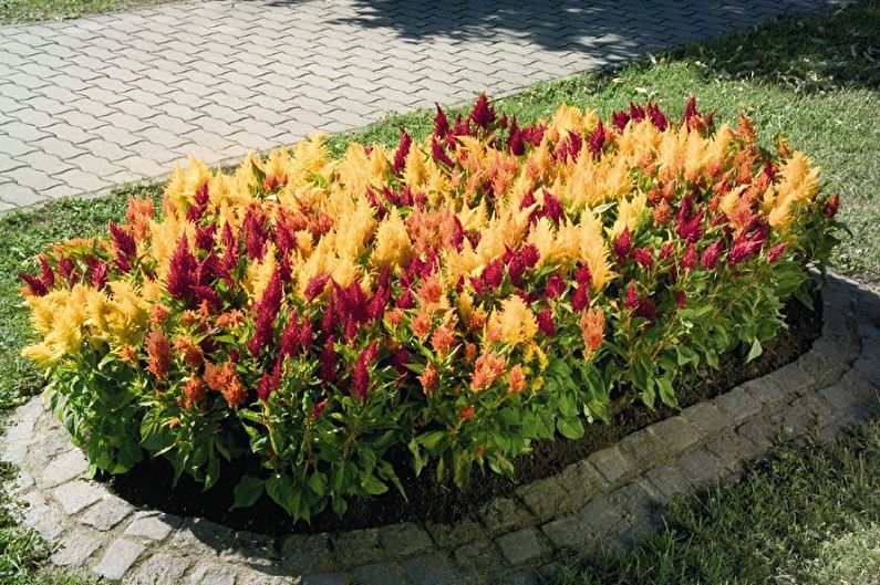 Celosia - photo