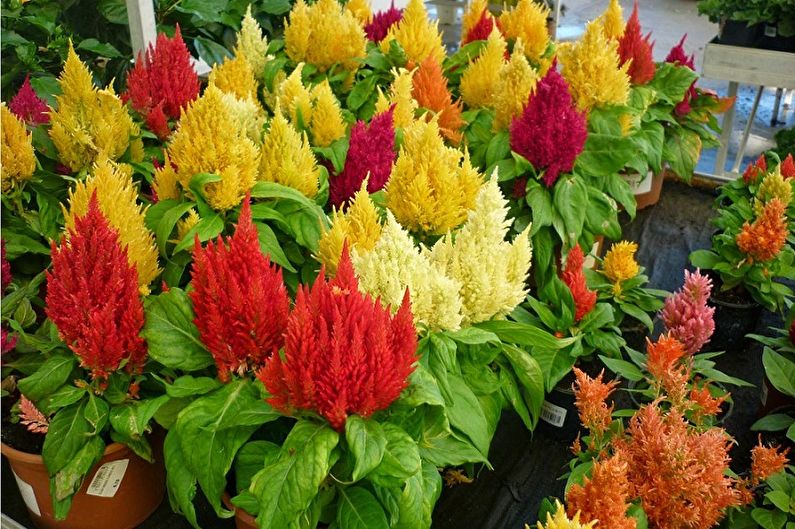 Celosia - larawan