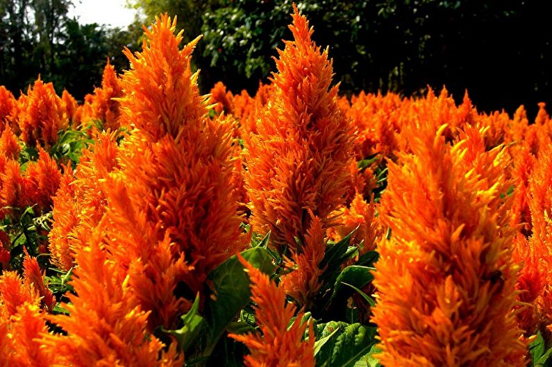 Celosia - foto