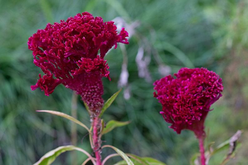 Celosia - fotografia