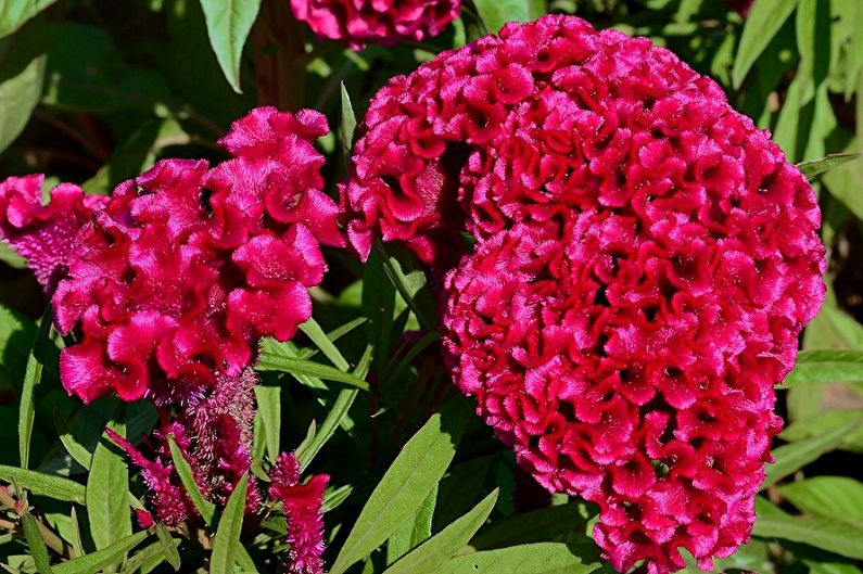 Celosia - larawan