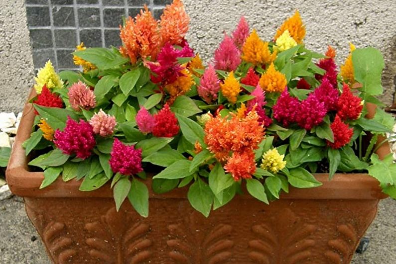 Celosia - larawan