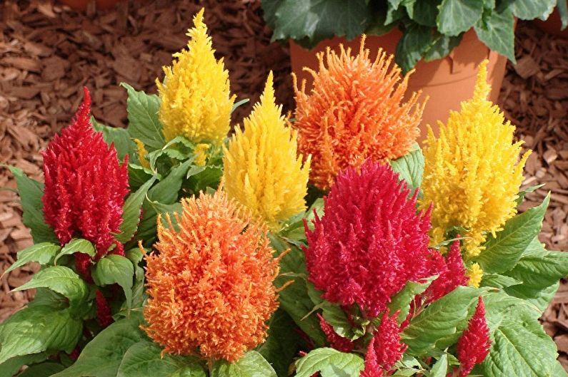 Celosia - photo