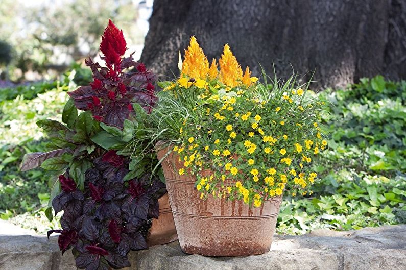 Celosia - fotografia