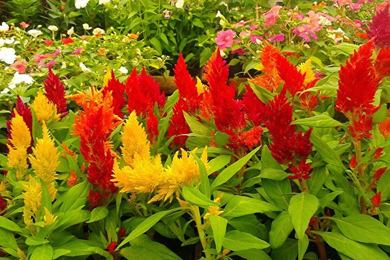 Celosia - larawan