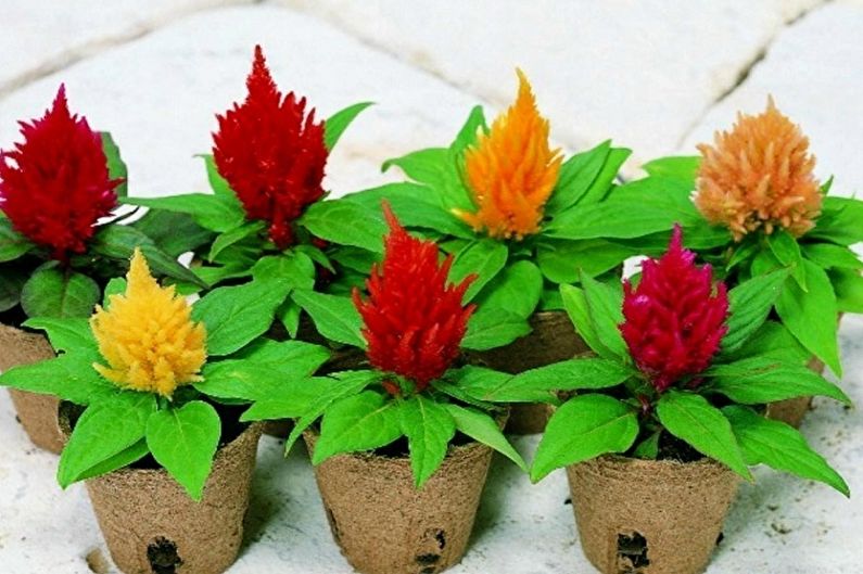 Celosia - photo